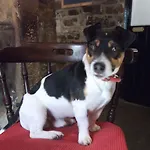 The George